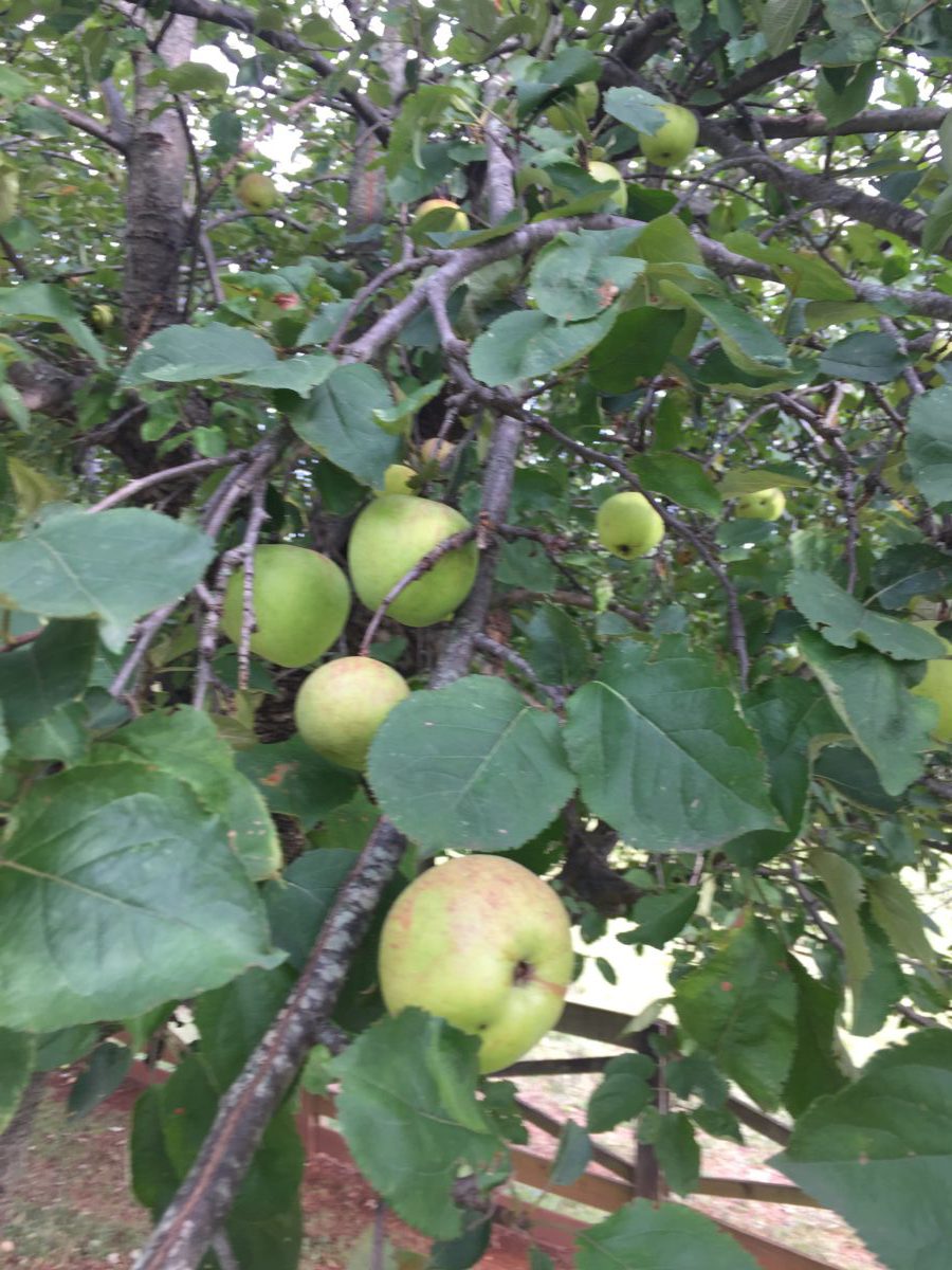 Virginia Apple Tree About - prettygoodkitchen