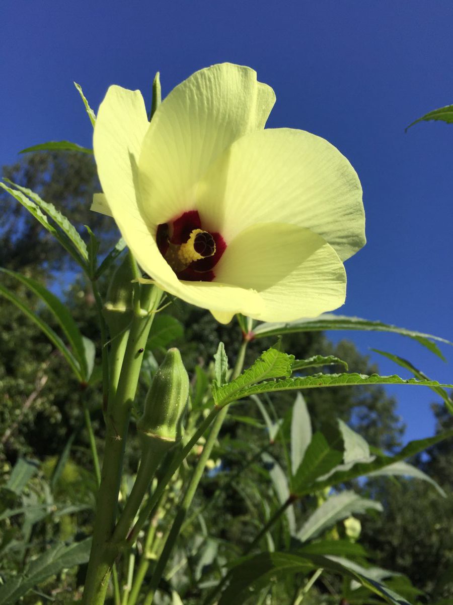 okra flower and pod