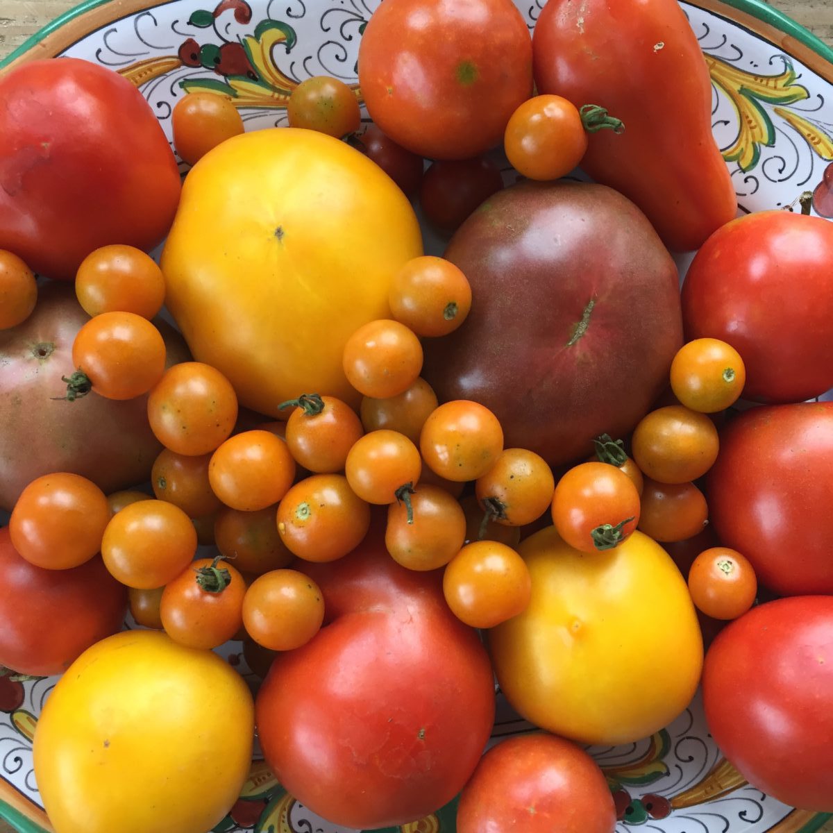 oodles of tomatoes! Lemon Boy, Cherokee Purple, Early Girl, Brandywine, Sungold, Marglobe, San Marzano plum,...