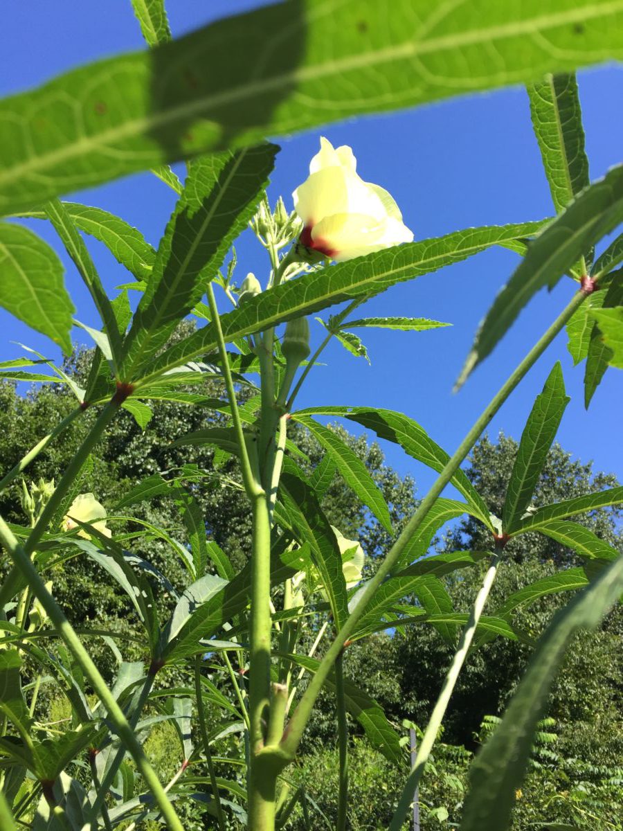 sky-high okra plant